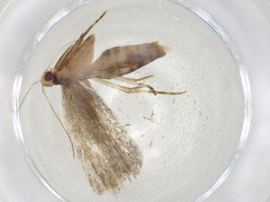  ( - CBG-A09496-D04)  @11 [ ] CreativeCommons - Attribution (2023) Centre for Biodiversity Genomics Centre for Biodiversity Genomics