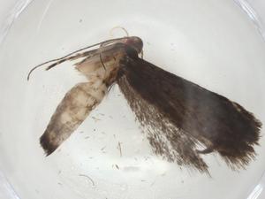  ( - CBG-A09496-E03)  @11 [ ] CreativeCommons - Attribution (2023) Centre for Biodiversity Genomics Centre for Biodiversity Genomics