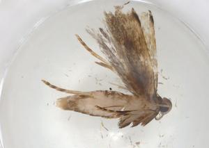  ( - CBG-A09496-E06)  @11 [ ] CreativeCommons - Attribution (2023) Centre for Biodiversity Genomics Centre for Biodiversity Genomics