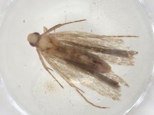  ( - CBG-A09496-F03)  @11 [ ] CreativeCommons - Attribution (2023) Centre for Biodiversity Genomics Centre for Biodiversity Genomics