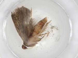  ( - CBG-A09496-F06)  @11 [ ] CreativeCommons - Attribution (2023) Centre for Biodiversity Genomics Centre for Biodiversity Genomics