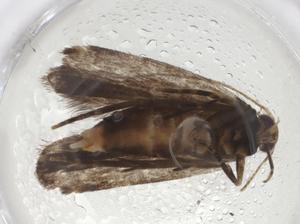  (gelMalaise01 Malaise8600 - CBG-A09497-A12)  @11 [ ] CreativeCommons - Attribution (2023) Centre for Biodiversity Genomics Centre for Biodiversity Genomics