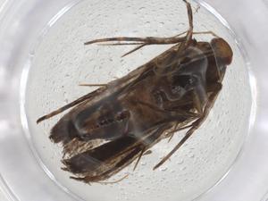  ( - CBG-A09497-F06)  @11 [ ] CreativeCommons - Attribution (2023) Centre for Biodiversity Genomics Centre for Biodiversity Genomics