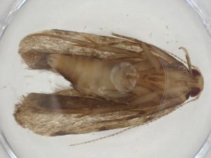  (gelJanzen01 Janzen9465 - CBG-A09513-C06)  @11 [ ] CreativeCommons - Attribution Share - Alike (2023) Centre for Biodiversity Genomics Centre for Biodiversity Genomics