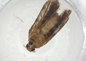  ( - CBG-A09513-F12)  @11 [ ] CreativeCommons - Attribution Share - Alike (2023) Centre for Biodiversity Genomics Centre for Biodiversity Genomics