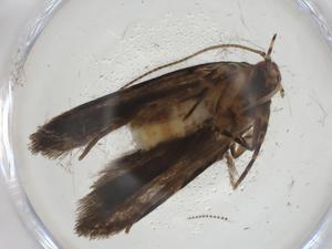  ( - CBG-A09525-C08)  @11 [ ] CreativeCommons - Attribution Share - Alike (2023) Centre for Biodiversity Genomics Centre for Biodiversity Genomics