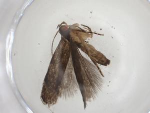  ( - CBG-A09525-D02)  @11 [ ] CreativeCommons - Attribution Share - Alike (2023) Centre for Biodiversity Genomics Centre for Biodiversity Genomics