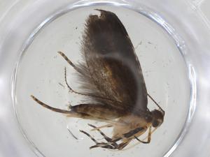  ( - CBG-A09525-D06)  @11 [ ] CreativeCommons - Attribution Share - Alike (2023) Centre for Biodiversity Genomics Centre for Biodiversity Genomics