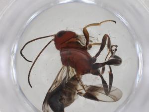  (Capitonius Malaise2174 - CBG-A09526-C02)  @11 [ ] CreativeCommons - Attribution Share - Alike (2023) Centre for Biodiversity Genomics Centre for Biodiversity Genomics