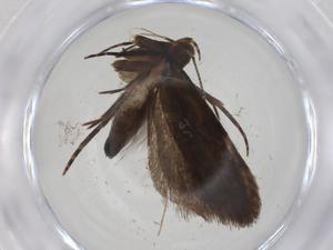  ( - CBG-A09526-C05)  @11 [ ] CreativeCommons - Attribution Share - Alike (2023) Centre for Biodiversity Genomics Centre for Biodiversity Genomics