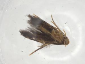  ( - CBG-A09528-G06)  @11 [ ] CreativeCommons - Attribution Share - Alike (2023) Centre for Biodiversity Genomics Centre for Biodiversity Genomics