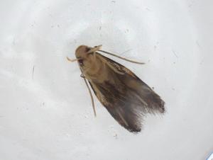  ( - CBG-A09529-D09)  @11 [ ] CreativeCommons - Attribution Share - Alike (2023) Centre for Biodiversity Genomics Centre for Biodiversity Genomics