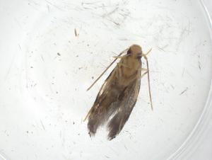  ( - CBG-A09530-A12)  @11 [ ] CreativeCommons - Attribution Share - Alike (2023) Centre for Biodiversity Genomics Centre for Biodiversity Genomics