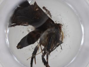  (gelMalaise01 Malaise0563 - CBG-A10094-B08)  @11 [ ] CreativeCommons - Attribution Share - Alike (2023) Centre for Biodiversity Genomics Centre for Biodiversity Genomics