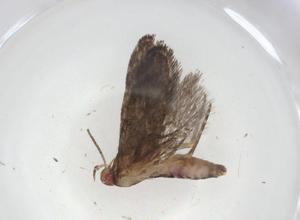  ( - CBG-A10095-B10)  @11 [ ] CreativeCommons - Attribution Share - Alike (2023) Centre for Biodiversity Genomics Centre for Biodiversity Genomics