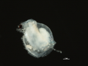  (Ceriodaphnia - 08BBCRU-039)  @14 [ ] CreativeCommons - Attribution (2009) CBG Photography Group Centre for Biodiversity Genomics