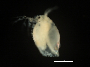  (Simocephalus cf. exspinosus - 08BBCRU-048)  @11 [ ] CreativeCommons - Attribution (2009) CBG Photography Group Centre for Biodiversity Genomics