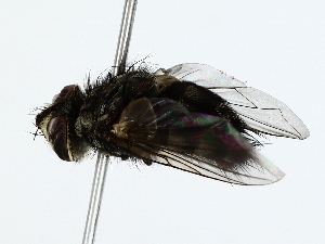  ( - BIOUG85250-G03)  @11 [ ] CreativeCommons - Attribution (2022) CBG Photography Group Centre for Biodiversity Genomics