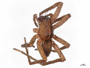  ( - BIOUG85256-G12)  @11 [ ] CreativeCommons - Attribution (2022) CBG Photography Group Centre for Biodiversity Genomics