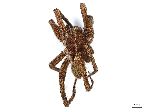  (Spinoctenus - BIOUG85463-H11)  @14 [ ] CreativeCommons - Attribution (2022) CBG Photography Group Centre for Biodiversity Genomics