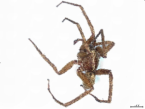  ( - BIOUG80179-H09)  @11 [ ] CreativeCommons - Attribution (2022) CBG Photography Group Centre for Biodiversity Genomics