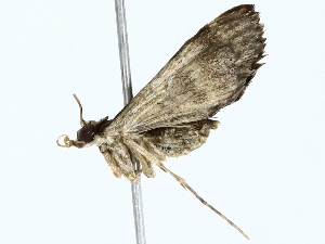  (spiloMalaise2296 - BIOUG85464-D09)  @11 [ ] CreativeCommons - Attribution (2022) CBG Photography Group Centre for Biodiversity Genomics