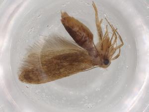  (Blastobasis Malaise9136 - BIOUG88377-G09)  @11 [ ] CreativeCommons - Attribution (2022) Centre for Biodiversity Genomics Centre for Biodiversity Genomics