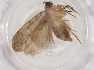  (gelMalaise01 Malaise8499 - BIOUG88807-F05)  @11 [ ] CreativeCommons - Attribution (2022) Centre for Biodiversity Genomics Centre for Biodiversity Genomics