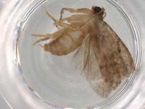  ( - BIOUG88808-A01)  @11 [ ] CreativeCommons - Attribution (2022) Centre for Biodiversity Genomics Centre for Biodiversity Genomics