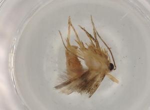  ( - BIOUG74587-D06)  @11 [ ] CreativeCommons - Attribution (2022) Centre for Biodiversity Genomics Centre for Biodiversity Genomics