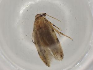  (gelMalaise01 Malaise0281 - BIOUG74587-D11)  @11 [ ] CreativeCommons - Attribution (2022) Centre for Biodiversity Genomics Centre for Biodiversity Genomics