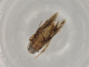  ( - BIOUG74587-E07)  @11 [ ] CreativeCommons - Attribution (2022) Centre for Biodiversity Genomics Centre for Biodiversity Genomics