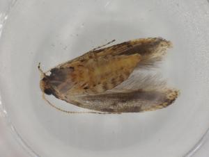  ( - BIOUG74588-C02)  @11 [ ] CreativeCommons - Attribution (2022) Centre for Biodiversity Genomics Centre for Biodiversity Genomics