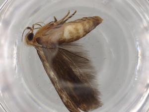  (Polyhymno BioLep8543 - BIOUG74588-F06)  @11 [ ] CreativeCommons - Attribution (2022) Centre for Biodiversity Genomics Centre for Biodiversity Genomics