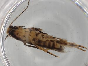  ( - BIOUG74588-H04)  @11 [ ] CreativeCommons - Attribution (2022) Centre for Biodiversity Genomics Centre for Biodiversity Genomics