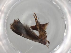  ( - BIOUG74588-H10)  @11 [ ] CreativeCommons - Attribution (2022) Centre for Biodiversity Genomics Centre for Biodiversity Genomics