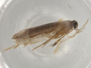  (gelMalaise01 Malaise8583 - BIOUG74589-A09)  @11 [ ] CreativeCommons - Attribution (2022) Centre for Biodiversity Genomics Centre for Biodiversity Genomics