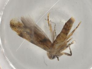  ( - BIOUG74589-C05)  @11 [ ] CreativeCommons - Attribution (2022) Centre for Biodiversity Genomics Centre for Biodiversity Genomics