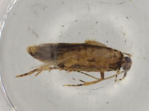  ( - BIOUG74589-C06)  @11 [ ] CreativeCommons - Attribution (2022) Centre for Biodiversity Genomics Centre for Biodiversity Genomics