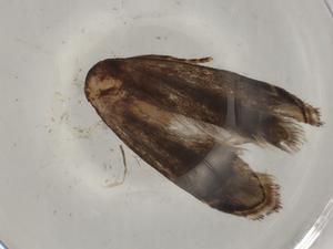  ( - BIOUG74589-F07)  @11 [ ] CreativeCommons - Attribution (2022) Centre for Biodiversity Genomics Centre for Biodiversity Genomics