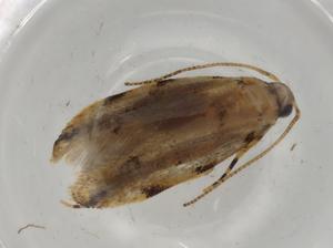  ( - BIOUG74590-B12)  @11 [ ] CreativeCommons - Attribution (2022) Centre for Biodiversity Genomics Centre for Biodiversity Genomics