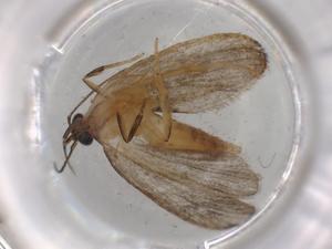  (depMalaise01 Malaise8629 - BIOUG75710-A01)  @11 [ ] CreativeCommons - Attribution (2022) Centre for Biodiversity Genomics Centre for Biodiversity Genomics