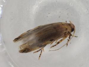  ( - BIOUG77091-C05)  @11 [ ] CreativeCommons - Attribution (2022) Centre for Biodiversity Genomics Centre for Biodiversity Genomics