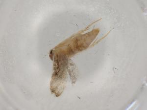  ( - BIOUG77091-C06)  @11 [ ] CreativeCommons - Attribution (2022) Centre for Biodiversity Genomics Centre for Biodiversity Genomics