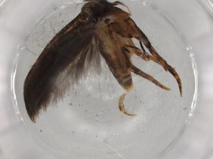  (gelMalaise01 Malaise9738 - BIOUG77091-C11)  @11 [ ] CreativeCommons - Attribution (2022) Centre for Biodiversity Genomics Centre for Biodiversity Genomics