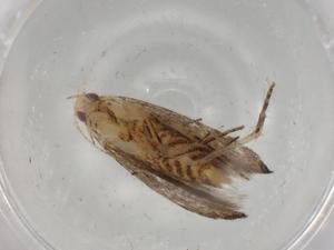  (gelMalaise01 Malaise9865 - BIOUG77091-D12)  @11 [ ] CreativeCommons - Attribution (2022) Centre for Biodiversity Genomics Centre for Biodiversity Genomics