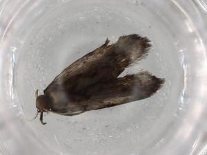  ( - BIOUG77091-E10)  @11 [ ] CreativeCommons - Attribution (2022) Centre for Biodiversity Genomics Centre for Biodiversity Genomics