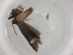  ( - BIOUG77093-A01)  @11 [ ] CreativeCommons - Attribution (2022) Centre for Biodiversity Genomics Centre for Biodiversity Genomics