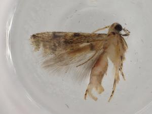  ( - BIOUG77093-A07)  @11 [ ] CreativeCommons - Attribution (2022) Centre for Biodiversity Genomics Centre for Biodiversity Genomics