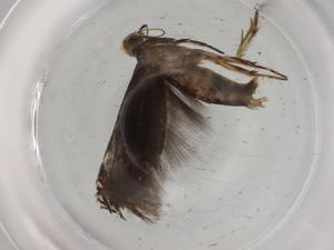  (gelMalaise01 Malaise9189 - BIOUG77093-A08)  @11 [ ] CreativeCommons - Attribution (2022) Centre for Biodiversity Genomics Centre for Biodiversity Genomics